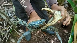 CAPTURA DE GUAIAMUM GIGANTE NA MATA 😱👏 #impressionante #fantastic #litoral #sensacional #nature