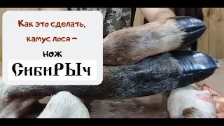 Охота. Обдирка камуса ножом СибиРЫч