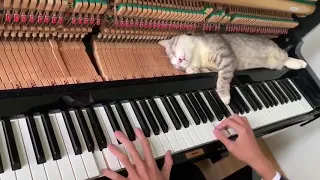 Cat Lies Down on Piano Keys While Human Plays a Tune - 1034223-2