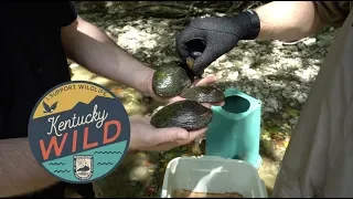 Fresh Water Mussels - Kentucky Wild