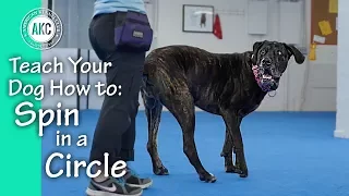 How to Teach Your Dog to Spin In a Circle - AKC Trick Dog