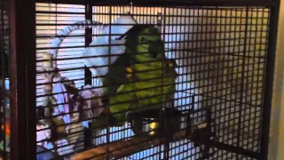 Blue fronted amazon parrot takes a bath - "Wheeler"