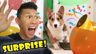 SURPRISING My CORGI Dog w/a BIRTHDAY PARTY || Life After College: Ep. 527