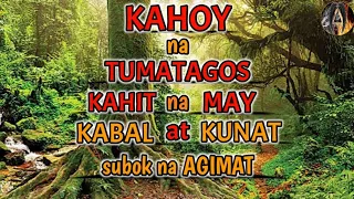 KAHOY NA TUMATAGOS KAHIT MAY KABAL AT KUNAT | UGAT NG LAMPASAN | MUTYA NG LAMPASAN O LAGPASAN | KSP