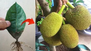 New skills! Growing a jackfruit tree from jackfruit leaves in pots