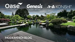 Modern Koi Blog #5406 - Ein Jürgen Kirchner Traumteich und Japangarten 2 Jahre nach Fertigstellung