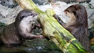 An Otter Love Story