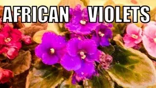 My AFRICAN VIOLETS - All you Need To Know - Saintpaulia Care Instructions - Flowering Houseplant