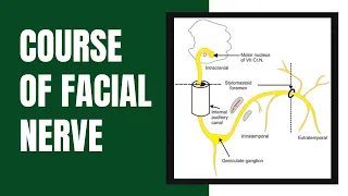 Course of Facial Nerve