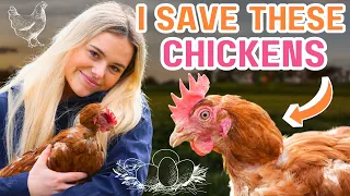I rescue chickens from the egg laying industry - This Esme