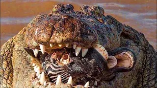 Epic Hunting Moments Of Huge And Merciless Crocodiles