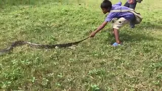 Three Brave Boys catch a very big snake