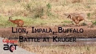 Lion vs Impala vs Buffalo Battle at Kruger