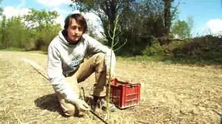 Comment ramasser des asperges vertes ?