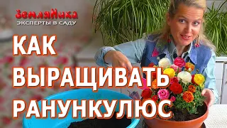 Ранункулюс. Как правильно посадить в грунт ранункулюсы. Где у ранункулюса ноги.