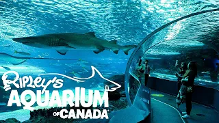 We Visited Ripley's Aquarium of Canada - North America's Longest Underwater Viewing Tunnel