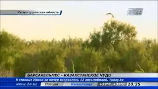 Заповедник Барсакельмес «казахстанское чудо»