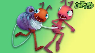 Spider Baby | 🐛 Antiks & Insectibles 🐜 | Funny Cartoons for Kids | Moonbug