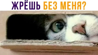 Жрёшь без меня, да? Приколы | Мемозг 608