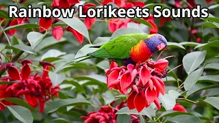Rainbow Lorikeets Sounds - a compilation of videos #lorikeetsounds
