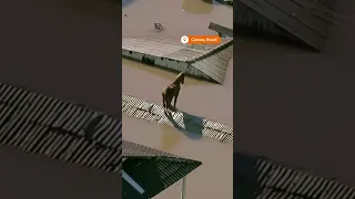 Horse stranded on rooftop in flooded Brazil