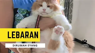 Dedek Chiko Lebaran dirumah eyang. (cat - funny - funny videos - cat memes animals try not to laugh)