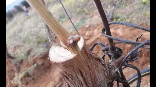 Aşı yaparken elimi kestim, bağda yarma aşı, elektrik bandıyla basit kalem aşısı, alfons yarma aşı