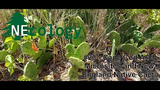 NEcology #23 - Cape Cod Arid Microsites and New England Native Cacti