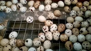 Перепела для себя. 15-ый день инкубации перепелиных яиц! Овоскопирование яиц.