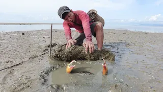 Amazing Catch Huge Mud Crabs In The Sea after Water Low Tide