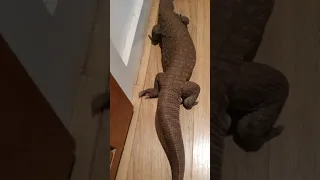 Varanus Exanthematicus - Cloaca dragging/scenting.