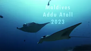 Diving Maldives 2023 Addu Atoll