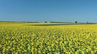 Drone Footage of Sunflower field -- Free to use video (4K)