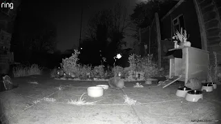 Hedgehog Cam 20240421 01:22