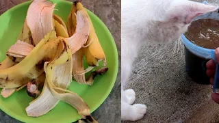 You will never throw away banana peels after watching this | Banana peel fertilizer