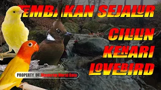 Masteran Wajib Tembakan Sejalur Cililin Kenari Lovebird #masteranmuraibatu #masteranmuraitrotol