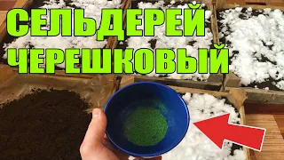 Сельдерей черешковый выращивание от ПРОФИ )  ! Лучшая рассада на огород