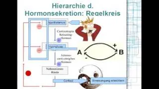 Hormonsystem: Hierarchie, Regelkreis 2/8