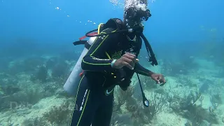 Scuba Diving in Playa del Carmen Mexico Shangri la Reef