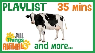 * COWS & MORE * | Playlist For Kids | All Things Animal TV