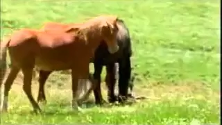 Дикая лошадь убивает своего жеребёнка! Естественный отбор и беспощадня природа