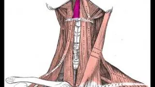 Geniohyoid Muscle