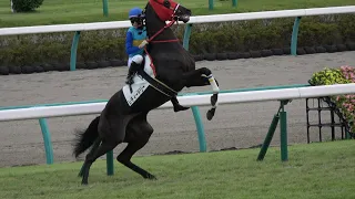 【４Ｋ現地撮影】２０１９年９月２２日中山競馬７Ｒレディードリー＆藤田菜七子騎手７着