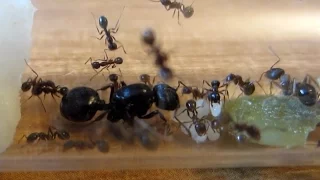 муравьи жнецы Messor structor