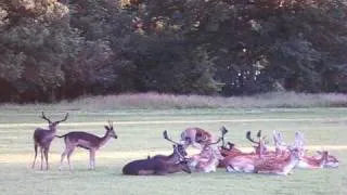 Deer in Phoenix Park Dublin