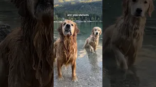 My dogs swim in one of the most beautiful lakes in the world
