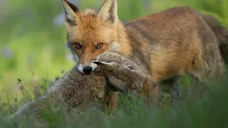 Охота на лису с гончими 2021.Выгнали лису из камыша