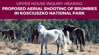 Public hearing - AWC - Proposed aerial shooting of brumbies in Kosciuszko National Park - 5 Feb 2024