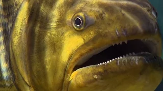 Piranha Feeding Frenzy | Planet Earth | BBC Earth