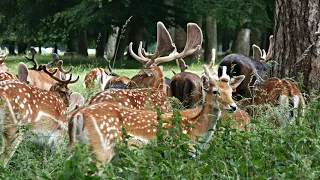 Phoenix Park (DUBLIN)